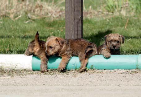 En inte alls märklig fråga eftersom det inte är så många år sedan som det bara fanns en ras och den hette norwichterrier. Med tillägget drop ear or prick ear.