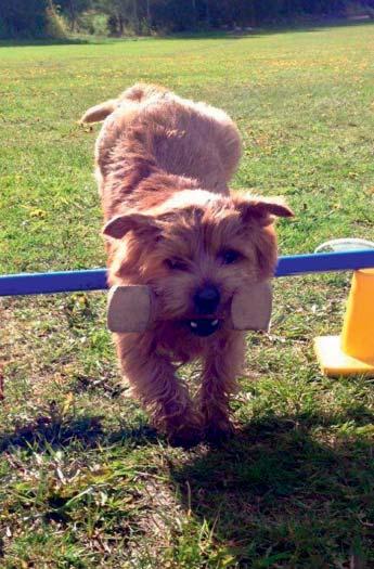 I rättvisans namn bör även hundhandlaren Doggy Lawrence nämnas. Det var han som försåg studenterna i Cambridge med hundar som då gick under namnet Cantabterrier.