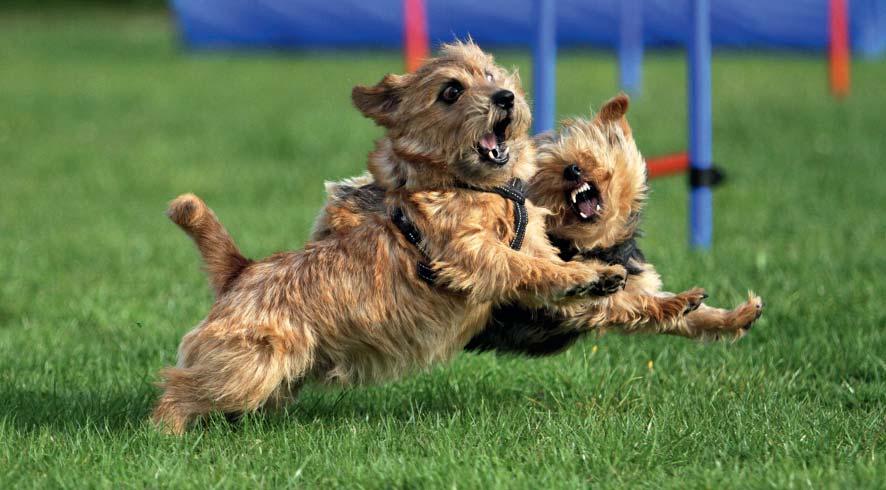 Rasen i Sverige Bild från klubbdagen 2015. Rasen i Sverige Till Sverige kom rasen med hjälp av Ann-Marie Hammarlund, kennel Dallas.