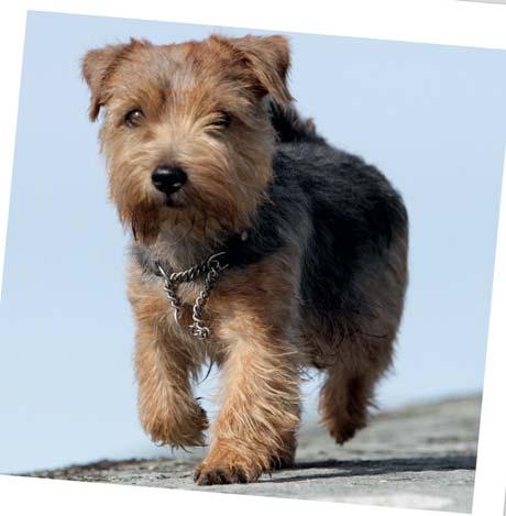 En annan uppfödare som förtjänar att nämnas är förstås vår svenska uppfödare Susanne Björkfäll, kennel Guestling, som på Kennelfullmäktige 2011 förärades med den finaste utmärkelsen man som uppfödare