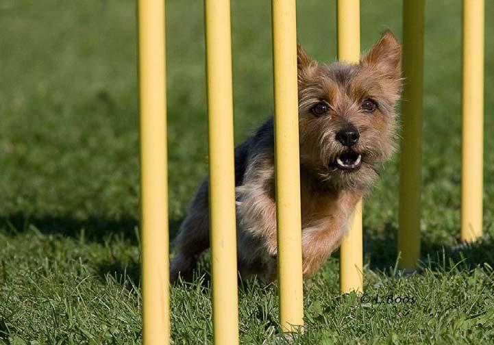 Nofferace. Att jobba med en Norfolkterrier. Agility.