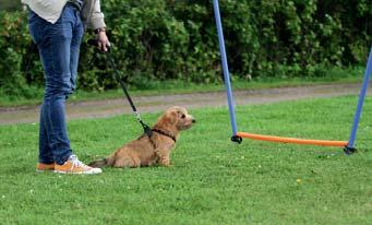 Jag upplever noffen som en hund som alltid är glad och öppen för förslag, och en av dess starkaste sidor är dess fokus. Det en noffe håller på med gör den till 100%!