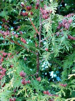 Båda dessa tillstånd är viktigt att omgående uppmärksamma och justera bevattning, thuja kommer på inget sätt dö ut, men den blir ju rejält ful och tar tid på sig att återhämta sig.