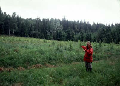 Anna Cassel-Lundhagen Ent. Tidskr. 125 (2004) Figur 1. En skogsäng i Brunsberg, västra Värmland, planterad med skog och på väg att försvinna som livsmiljö för den bruna gräsfjärilen.