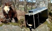 Redaktören har ordet... Våren är här och alla valparna som avlats fram leker i gröngräset.
