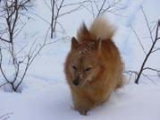 PROVLEDARRAPPORT SSF Syd Björsjö Endast en hund startade på det utlysta provet i Björsjö 13/11-05. Det var KG Ekroos tik Röjbackens Katinka som fick ihop 70 p. ett andra pris.