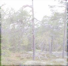Även de som inte är medlemmar i klubben. Tid: Lördag 12 augusti kl 12:00. Plats:Bergvattnets Fiskecamp. Vägbeskrivning: Campen belägen i trakterna runt Pålsträsk.
