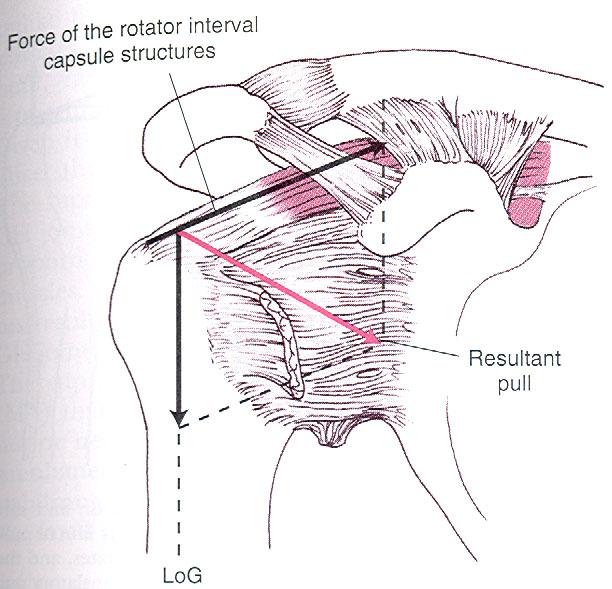 Stabilisering Vid en relaxerad icke belastad arm står rotatorcuffens för stabiliteten Tillsammans med ett relativt vacuum intrakapsulärt För stort rotatorintervall kan medföra instabilitet. M.