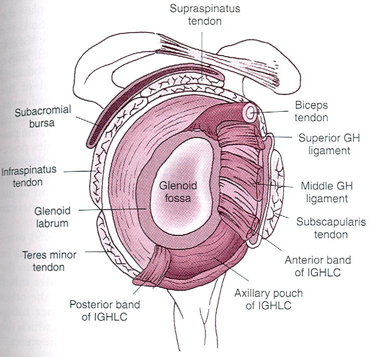 Fossa glenoidale med labrum glenoidale Svagheter i ledkapseln Ant-inf Rotatorintervallet- mellan m.