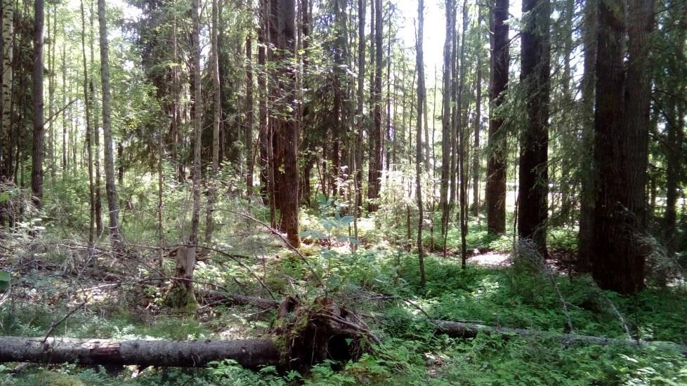 4. Lövrik skog Figur 4. Granskog med stort inslag av björk och asp.