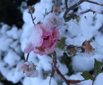 MÖSSEBERGSGÅRDENs Program vintern 2017-18 En blomma skär och