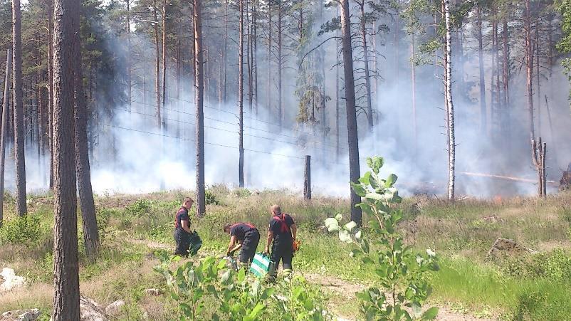 Dingtuna Hafsblad Årgång 18 nr 5, september och oktober 2017 sida 10 Skogsbranden i Vångsta Strax efter halv ett på fredagen den 30 juni åkte jag med bil norrut på Vångstavägen då jag upptäckte tjock