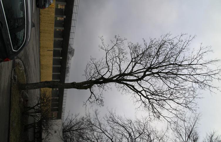 Träd som rivs 33. Ulmus glabra, alm. Diam i brösthöjd 80 cm. Friskt träd vars grenverk skyddar från insyn från den intilliggande järnvägen. Åtgärd: Rivs för att lämna plats åt ny byggnad.