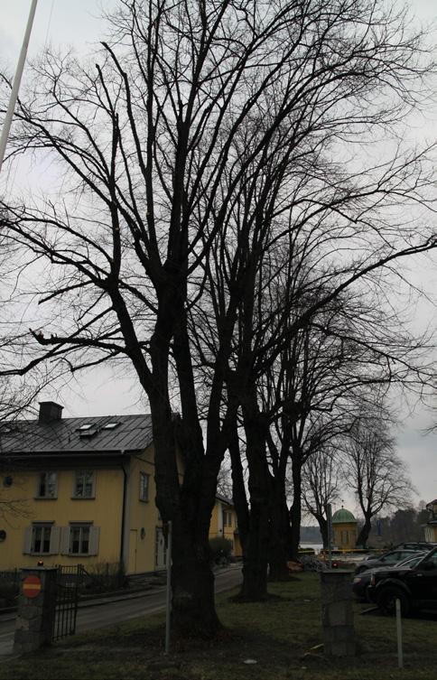 24. Acer ginnala, ginnalalönn. Diam i brösthöjd 20-25 cm (10-stammigt). Vackert, friskt och bevaransvär träd.