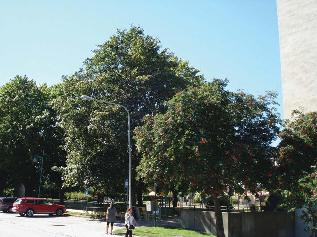 Inventering och besiktning av träden vid Bävern 2, Sundbyberg