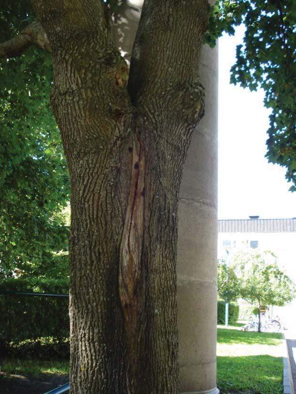 Träd nr 21 har en instabil stamförgrening med sprickbildning.