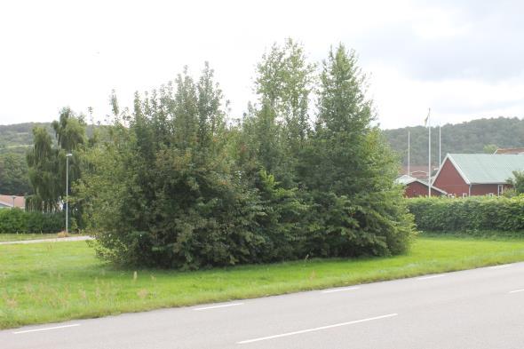 B BRUKSBUSKAGE Hela buskaget ska uppvisa ett vårdat intryck. Buskage ska hållas efter och beskäras, så att de inte växer in på fastigheter eller ut på gatumark.