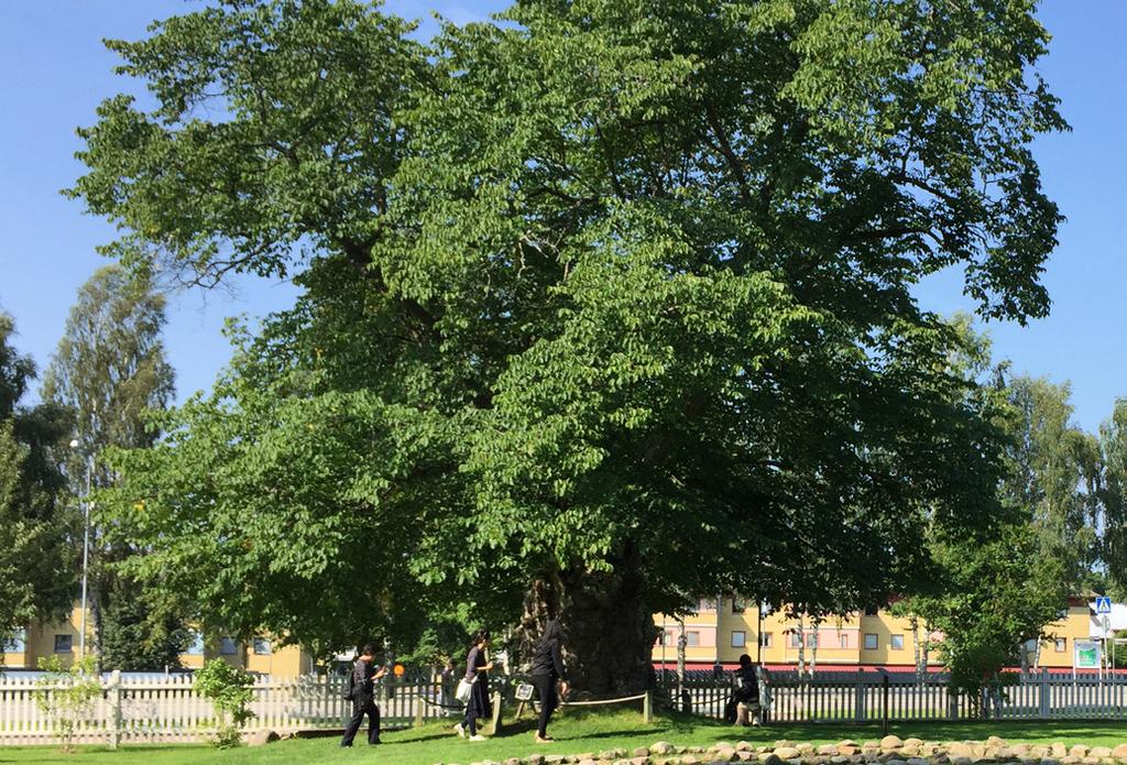 Trädplan för
