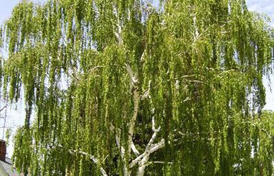5 Prunus serrula, Glanskörsbär, H 5-7m B 5-7m Z 4 Prunus virginiana Schubert, Schuberthägg, H 8-10m B 4-6m Z 6 Prunus x eminens Umbraculifera, Klotkörsbär, H 3-5m B