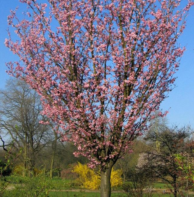 Rancho, Smalkronigt bergkörsbär, H 8-10m B 4-6m Z 4 Quercus robur fastigiata Koster,