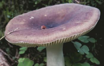 Svamputflykt Onsdag 13 september kl. 17.30 Tinnerö skog kan bjuda på många spännande svampar. Vi plockar så många olika svampar som möjligt för att få nya kunskaper och friska upp de gamla.