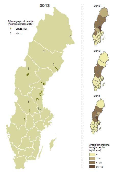 Figur 6. Angreppstillfällen orsakade av björn på tamdjur (exklusive renar och hundar) under 2013, samt 2012 och 2011.