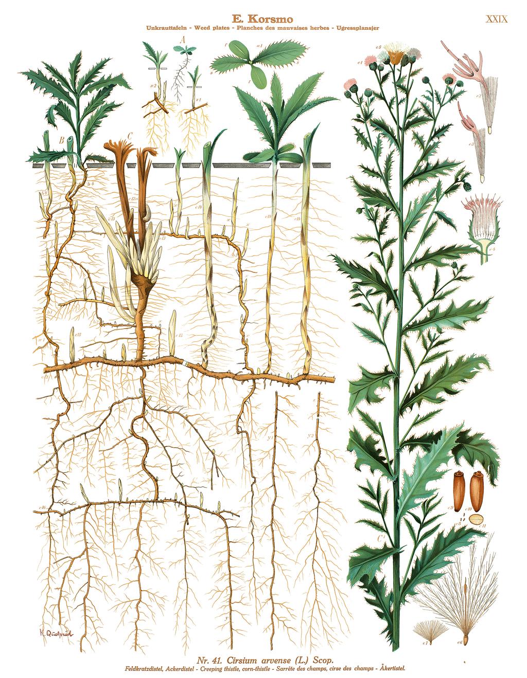 Bild 1. Åkertistel (Cirsium arvense (L.) Scop.