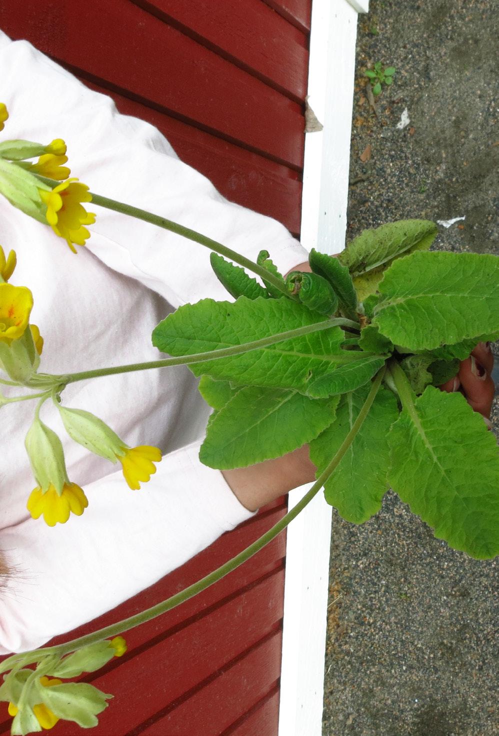 ODLARE: Yosor Det var en gång när jag var i skolan. Vi skulle plantera tomater. Jag blev jätteglad för jag gillar att plantera. Vi hämtade 2 tomater från köket sen var det bara att skära.