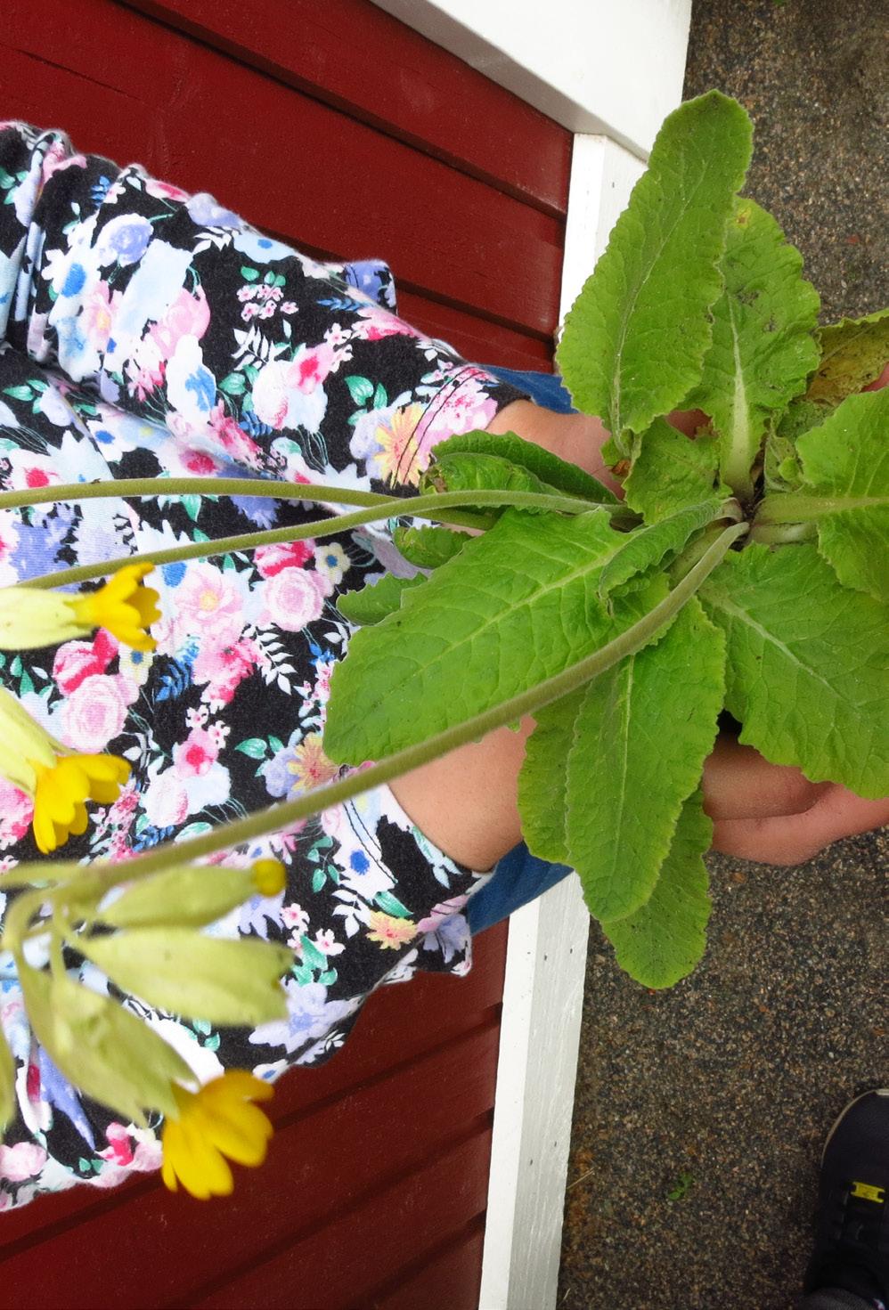 ODLARE: Amanda Jag ska berätta om vad jag har odlat när jag har odlat. I min klass i skolan så odlar vi varje år. I 1:an odlade vi tomater.