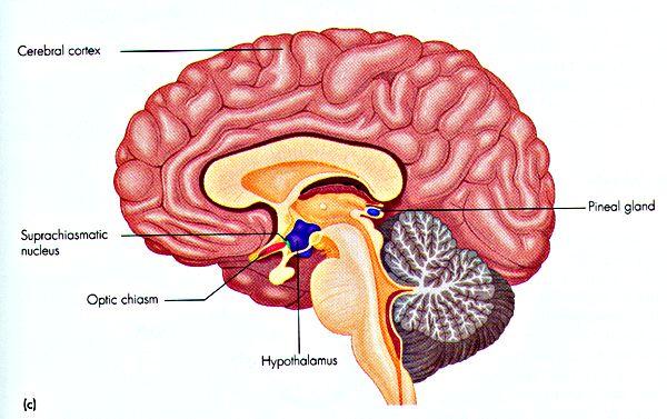 6 8 6 - - 9 Treprocessmodellen The biological clock C Hours since last sleep S DuraAon and quality of last sleep (<6h) S (Work load) The effects add