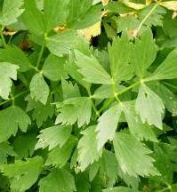 Körvel - EKO Körvel kallas i folkmun för soppgrönt. Dess blad är ormbunksliknande och känns igen på sin lätt lakritsaktiga doft och smak som påminner om fänkål och anis.
