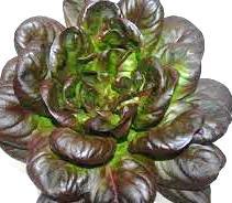 Sallat Salanova grön - EKO En s.k. plocksallat. Innehåller mycket vitaminer och järn. Lång hållbarhet och har upp till 200 blad. Även ekblads varianter finns som plock sallat.