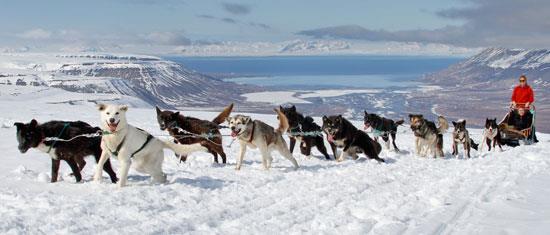 Eftermiddagen är fri att utforska Longyearbyen på egen hand. På kvällen möts vi för en gemensam 3- rätters middag på Restaurant Nansen på vårt hotell. Dag 3: Föredrag och bryggeribesök.