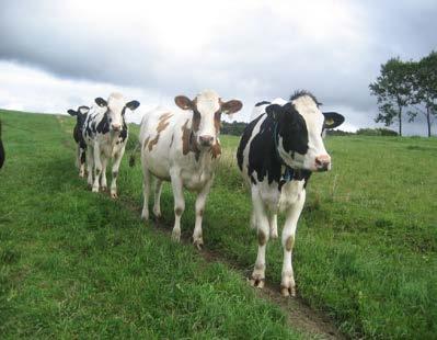 Statens veterinärmedicinska anstalt,
