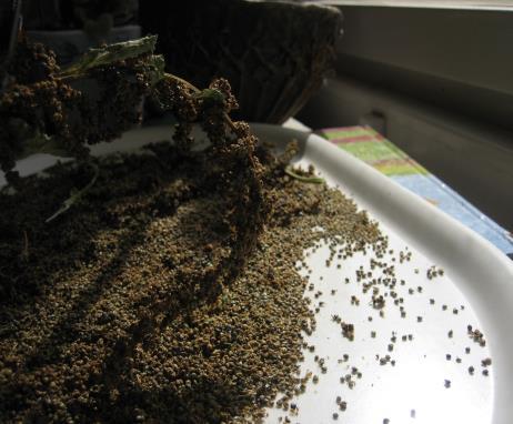 näring --kalium Medicinal