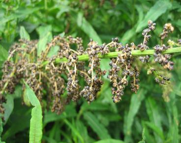 Chop n drop Lockar insekter