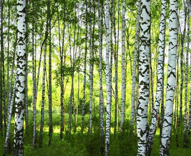 OMRÅDESBESKRIVI BJÖRKAUD - ORRKÖPI I natursköna Vrinneviskogen, cirka tre kilometer söder om city, ligger orrköpings nyaste bostadsområde Björkalund.