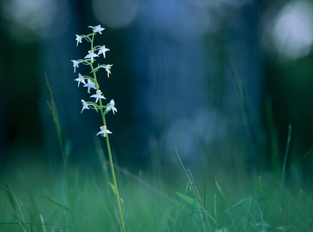 Naturvårdsverket Swedish Environmental