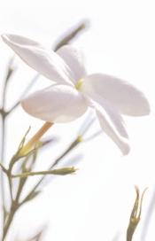 råämnen som finns; Rose absolut för ROSE ABSOLUE; det obehandlade smöret i irisen för IRIS NOIR; amber för VOILE D AMBRE; jasmine absolut Grandi Florum