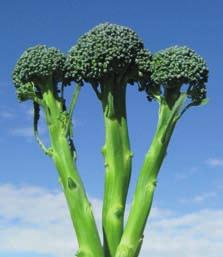 Grönsaker kål Chronos F 1 (S) Kraftigväxande planta med högrunda, enhetliga, stora huvuden. Upprätt växtsätt med väldigt få sidoskott. Frisk. Lämplig för skörd från sensommar till höst.