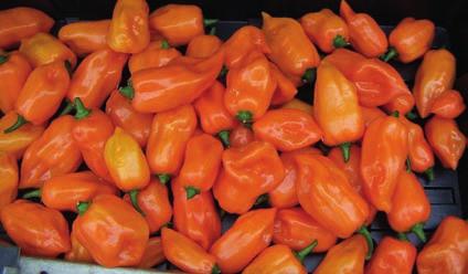Grönsaker chili Chili Chili till hobbymarknaden har vuxit mycket på senare år.