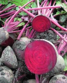 Grönsaker rödbeta selleri svartrot Chioggia Guardsmark Ny, mer enhetlig polkabeta med släta rötter. Frisk ljust grön blast med rosa-röda skiftningar i skaften. Klar förbättring mot andra polkabetor.
