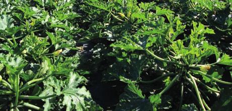cm plantavstånd I odling 150 cm radavstånd och 30 cm plantavstånd Sparris odlas i Sverige huvudsakligen som grön sparris.