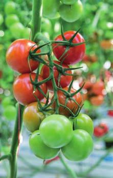 Tomat Tomat (Solanum lycopersicum L.