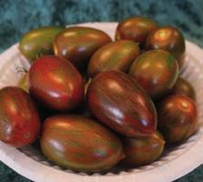 Delicassi F 1 (G) (HR:ToMV:0-2/Fol:0/FF:A-E IR:Ma/Mi/Mj) Liten, skinande röd tomat av San Marzano-typ med fantastisk smak. Skördas lösa eller på kvist.