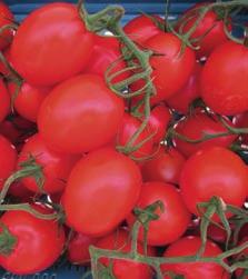 Grönsaker tomat ärter Organza F 1 (DR) (HR:ToMV/Ff:A-E/Fol:0,1/For/ On/Va/Vd/Ma/Mi/Mj/Si) Orange plommontomat. Kraftigväxande planta med mycket välsmakande och vackra frukter.