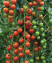 Vi har valt att samla dem på ett eget ställe i katalogen, eftersom kraven på de här sorterna avviker från de krav yrkesodlaren ställer. Tomater 1 000 tomatfrön väger 2 3 g.
