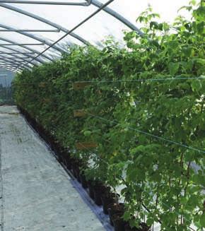 Vi levererar även ekologiskt odlade purjolöksplantor. Longcanes i tunnel HAllonplantor Vi säljer både sommar- och hösthallon. Alla plantor är i klass E enligt NAK-T:s system.