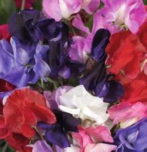 (45cm) bäst till snitt, fyllda laxrosa blommor NYHET 20 06 55 Clarkia amoena (45 cm) blandade färger, delvis fylld, azaleablommande Dahlia hortensis SOMMARDAHLIA 1 g är ca 100 frön.
