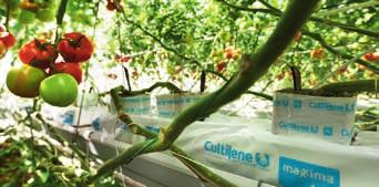 Cultilène är en av världens största tillverkare av stenullsprodukter för växthusodling. I sortimentet av stenullsmattor och kuber finns nu flera varianter med olika vattenhållande förmåga.